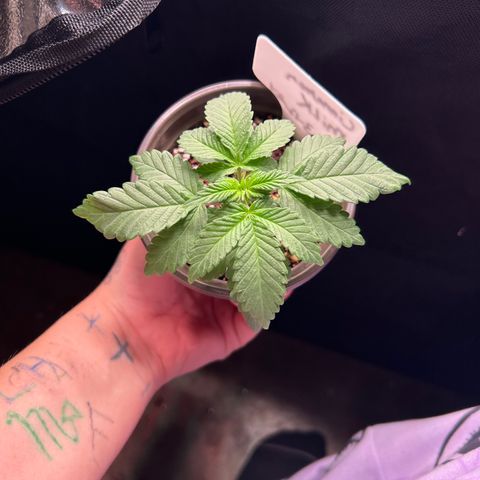 Cinnamon Milk growlog timeline photo