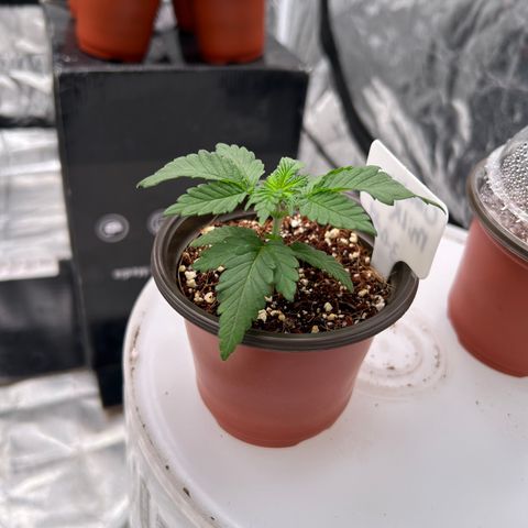 Cinnamon Milk growlog timeline photo