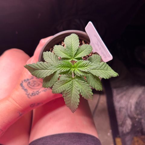 Cinnamon Milk growlog timeline photo