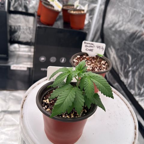 Cinnamon Milk growlog timeline photo