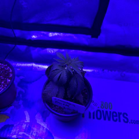 Cinnamon Milk growlog photo: Overwatered and sad.. My 5 year old thought she was helping mom 🤦‍♀️