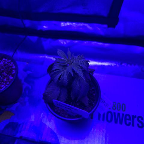 Cinnamon Milk growlog timeline photo