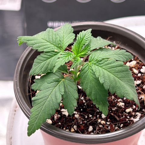 Cinnamon Milk growlog timeline photo