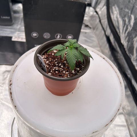 Cinnamon Milk growlog timeline photo