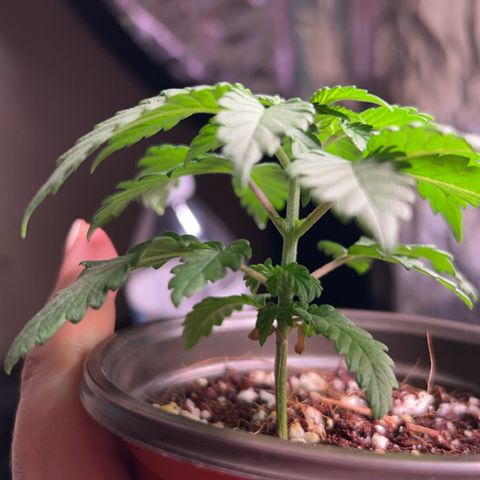 Cinnamon Milk growlog timeline photo