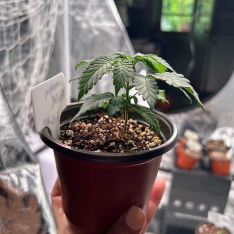 Cinnamon Milk growlog timeline photo