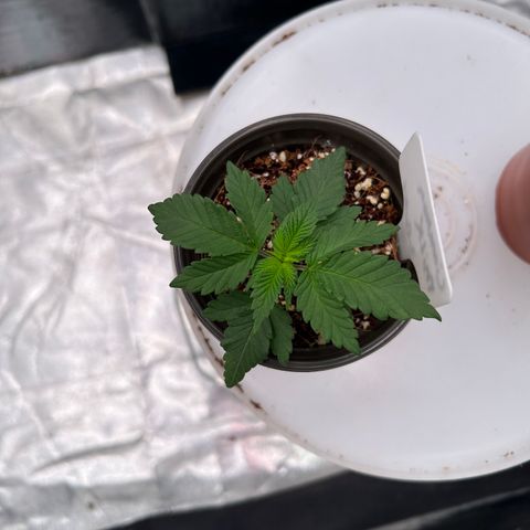 Cinnamon Milk growlog timeline photo