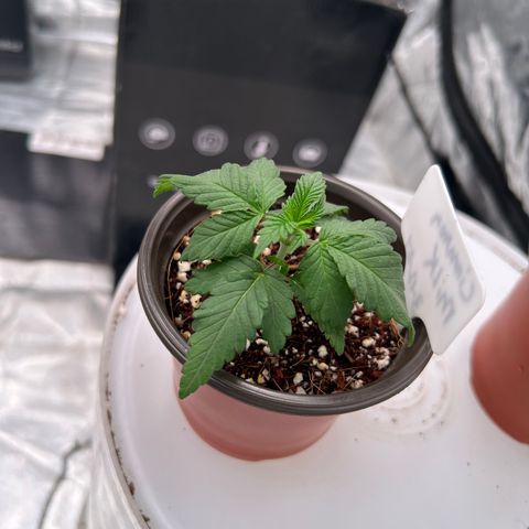 Cinnamon Milk growlog timeline photo