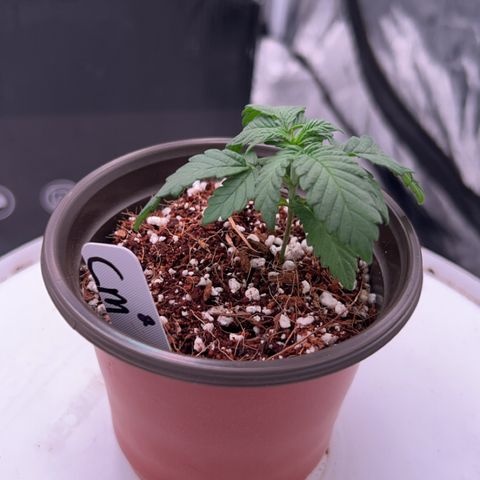 Cinnamon Milk growlog timeline photo