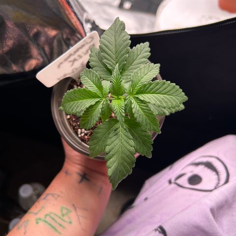 Cinnamon Milk growlog timeline photo