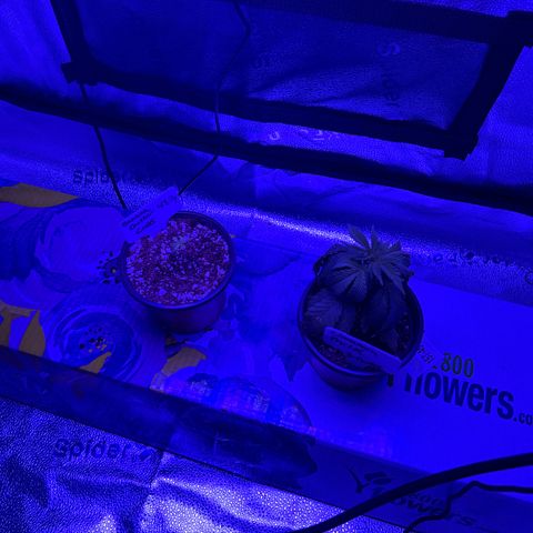 Cinnamon Milk growlog timeline photo