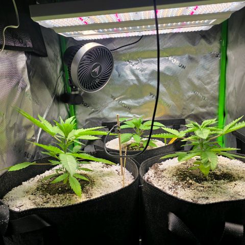 GMO Garlic Cookies - Hygieia growlog photo: Girls are loving the new soil!!! 