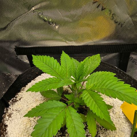 GMO Garlic Cookies - Hygieia growlog photo: Girls are loving the new soil!!! 