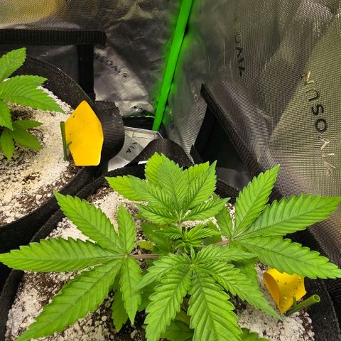 GMO Garlic Cookies - Hygieia growlog photo: Girls are loving the new soil!!! 