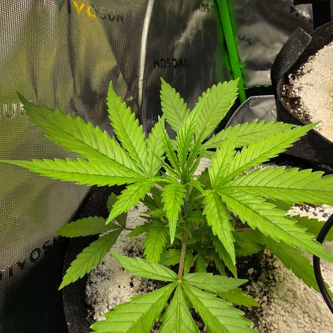 GMO Garlic Cookies - Hygieia growlog photo: Girls are loving the new soil!!! 