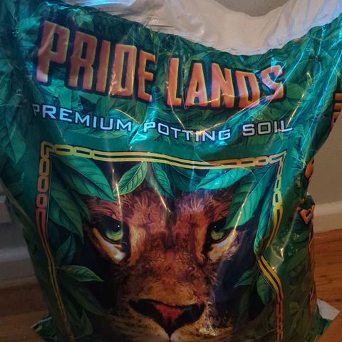 GMO Garlic Cookies - Hygieia growlog photo: Moved the girl into Pride Lands potting soil today 