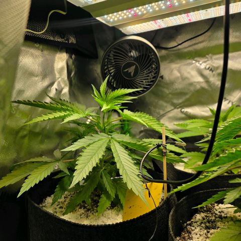 GMO Garlic Cookies - Hygieia growlog photo: Girls are growing fast! 