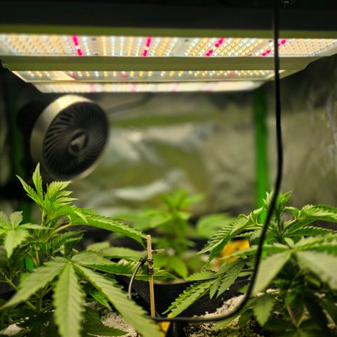 GMO Garlic Cookies - Hygieia growlog photo: Girls are growing fast! 