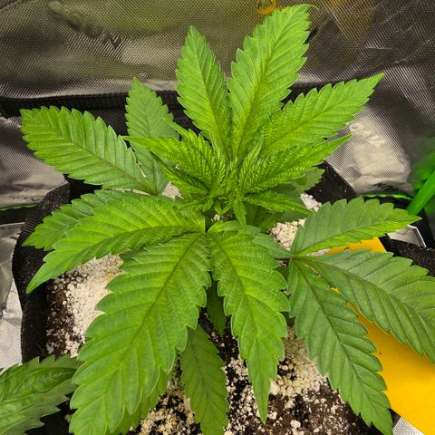 GMO Garlic Cookies - Hygieia growlog photo: A bit of a trim of the small bottom leaves 