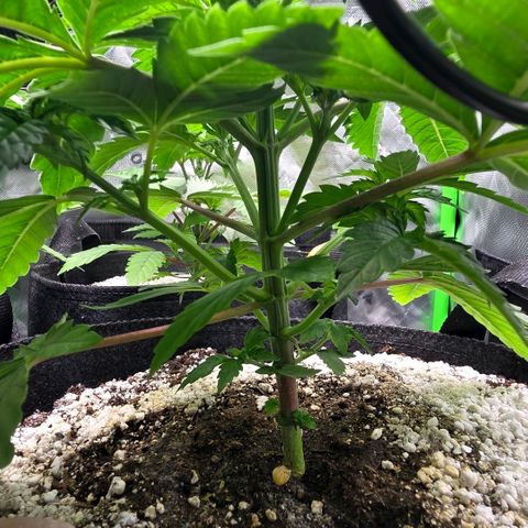 GMO Garlic Cookies - Hygieia growlog photo: A bit of a trim of the small bottom leaves 