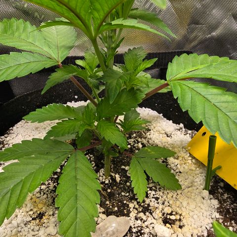 GMO Garlic Cookies - Aceso growlog photo: A bit of a trim 