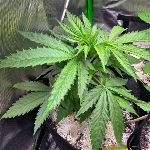 GMO Garlic Cookies - Iaso growlog timeline photo