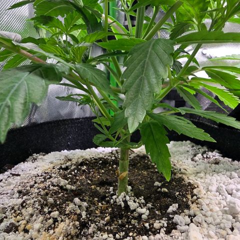 GMO Garlic Cookies - Iaso growlog timeline photo