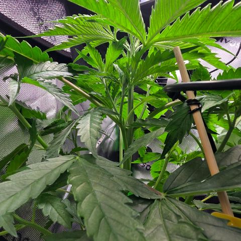 GMO Garlic Cookies - Hygieia growlog photo: Trunk are getting nice and thick 