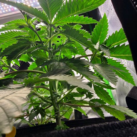 GMO Garlic Cookies - Hygieia growlog photo: Trunk are getting nice and thick 