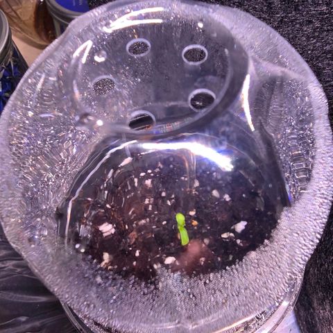 GMO Garlic Cookies - Hygieia growlog photo: Tiny seedlings have begun to emerge 🌱 