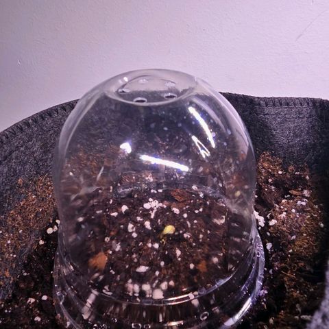 GMO Garlic Cookies - Hygieia growlog photo: Tiny seedlings have begun to emerge 🌱 
