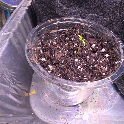 GMO Garlic Cookies - Hygieia growlog photo: Tiny seedlings have begun to emerge 🌱 