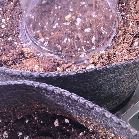 GMO Garlic Cookies - Hygieia growlog photo: Tiny seedlings have begun to emerge 🌱 