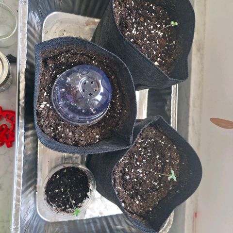 GMO Garlic Cookies - Hygieia growlog photo: Girls are a bit leggy but growing strong except for one that I've named Slow Donnie 