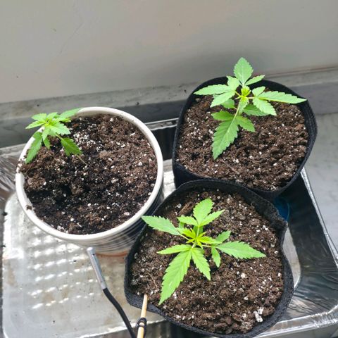 GMO Garlic Cookies - Hygieia growlog photo: Transplanted the girls into 1 gallon grow bags and a pot (I was short one because I originally planned to put them in 10 gallon bags outside) 