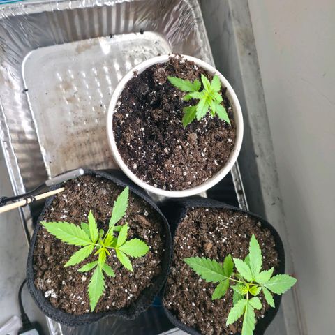 GMO Garlic Cookies - Hygieia growlog photo: Transplanted the girls into 1 gallon grow bags and a pot (I was short one because I originally planned to put them in 10 gallon bags outside) 