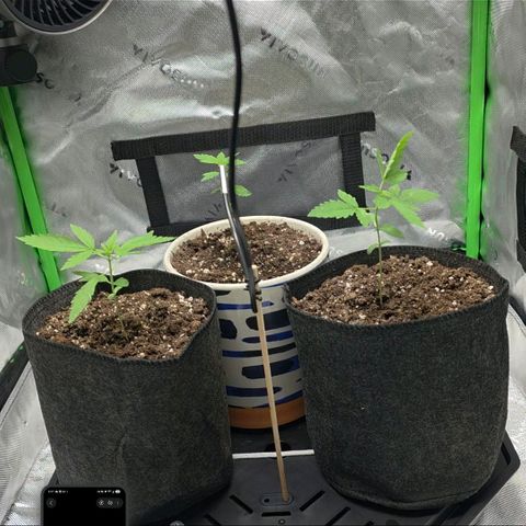 GMO Garlic Cookies - Hygieia growlog photo: Grow tent move in day!!! 