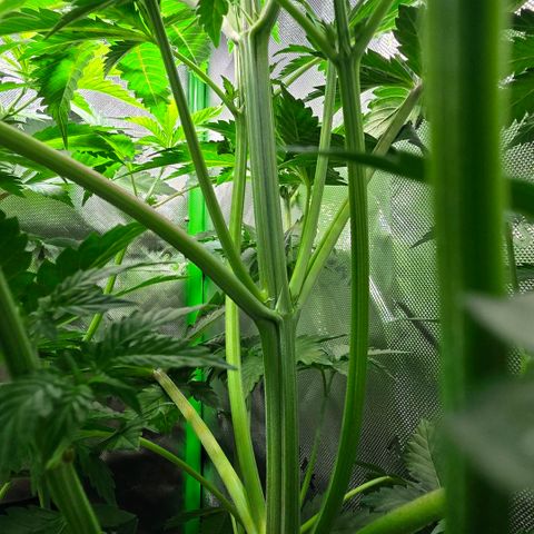 GMO Garlic Cookies - Hygieia growlog photo: Before and after a trim for all three girls 