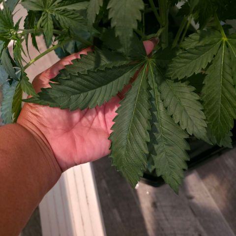 GMO Garlic Cookies - Hygieia growlog photo: Before and after a trim for all three girls 