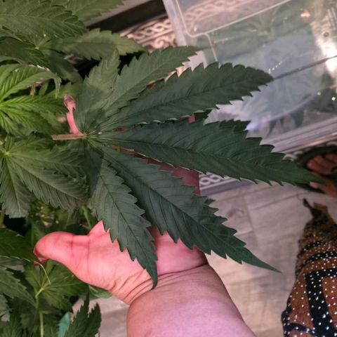 GMO Garlic Cookies - Hygieia growlog photo: Before and after a trim for all three girls 