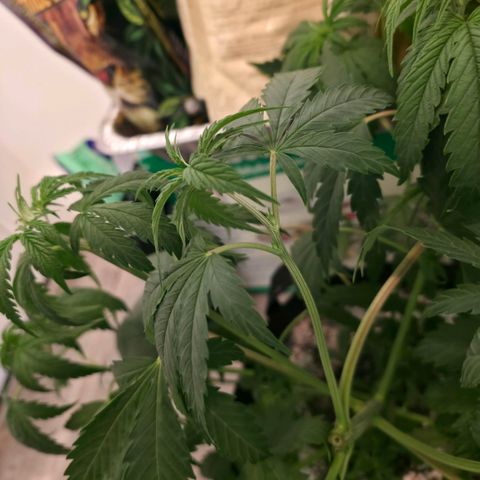 GMO Garlic Cookies - Hygieia growlog photo: Before and after a trim for all three girls 