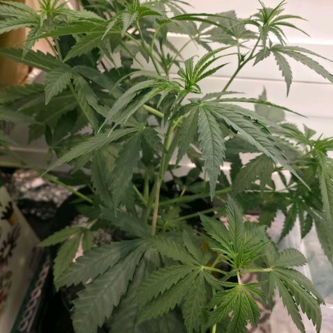 GMO Garlic Cookies - Hygieia growlog photo: Before and after a trim for all three girls 