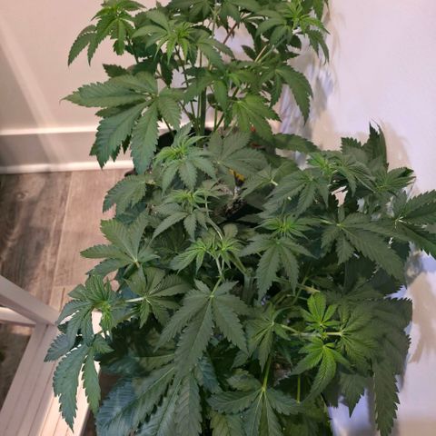 GMO Garlic Cookies - Hygieia growlog photo: Before and after a trim for all three girls 