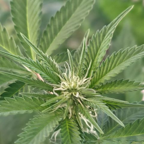 GMO Garlic Cookies - Hygieia growlog photo: New tent, fresh trim, poppin flowers 