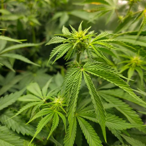 GMO Garlic Cookies - Hygieia growlog photo: New tent, fresh trim, poppin flowers 