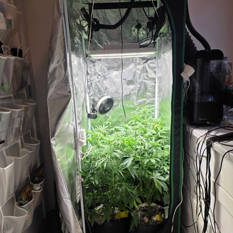 GMO Garlic Cookies - Hygieia growlog photo: New tent, fresh trim, poppin flowers 