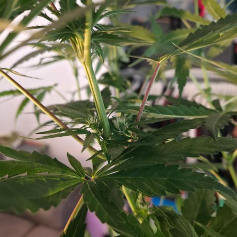 GMO Garlic Cookies - Hygieia growlog photo: New tent, fresh trim, poppin flowers 
