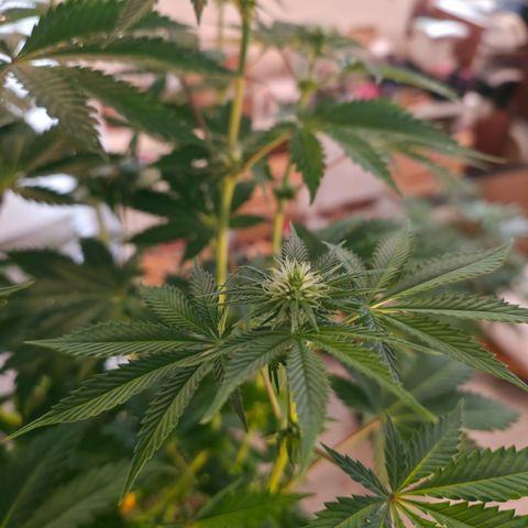 GMO Garlic Cookies - Hygieia growlog photo: New tent, fresh trim, poppin flowers 