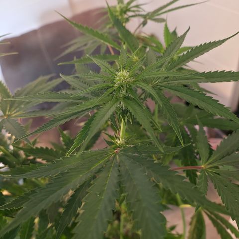 GMO Garlic Cookies - Hygieia growlog photo: New tent, fresh trim, poppin flowers 