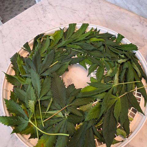 GMO Garlic Cookies - Hygieia growlog photo: Cannabis leaf hydrosol with my distillation rig